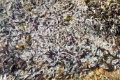 Hoards of shrimp wash up on Ardentinny shore