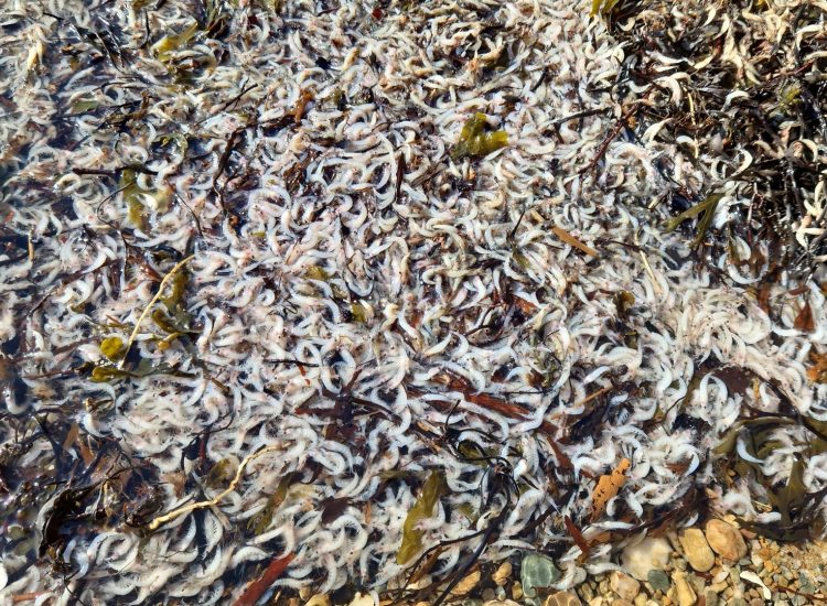 Hoards of shrimp wash up on Ardentinny shore